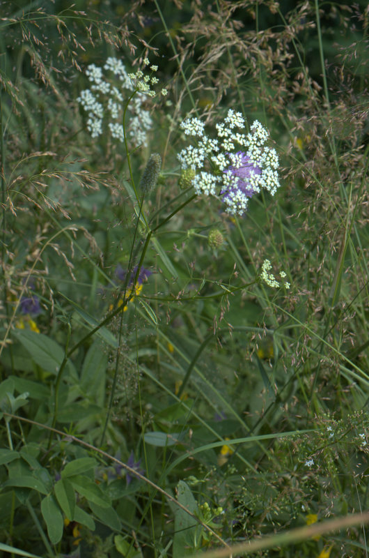 DSC_0085.jpg