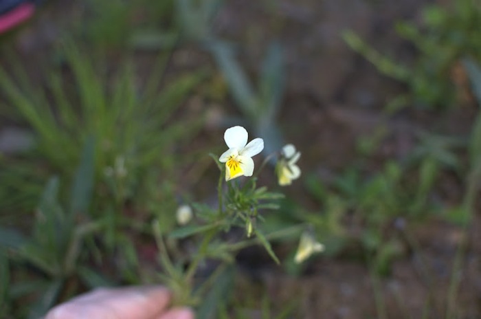 DSC_2177.jpg